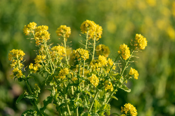 Rapeseed field, Blooming canola flowers