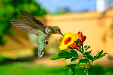 Anna's Hummingbird and Yellow Flower