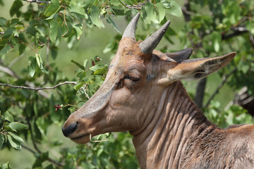 Leierantilope oder Halbmondantilope / Common Tsessebe / Damaliscus lunatus...