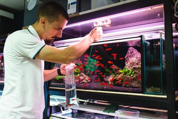 Male worker in aquarium shop trying to catch a fish with net from aquarium.