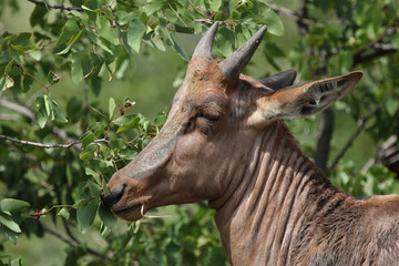 Fototapeta premium Leierantilope oder Halbmondantilope / Common Tsessebe / Damaliscus lunatus...
