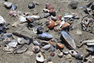 shells on the beach
