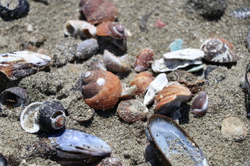 sea shells