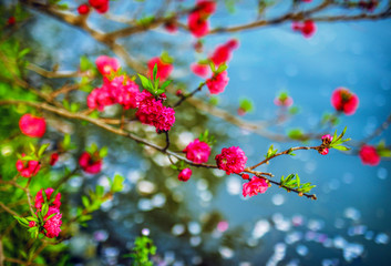 Sakura blossom in Chinese park.