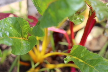 rainbow chard