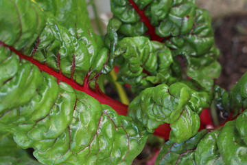 Swiss chard