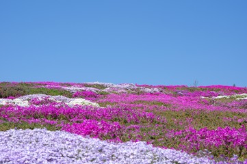 Fototapeta premium 芝桜と青空 シバザクラの丘