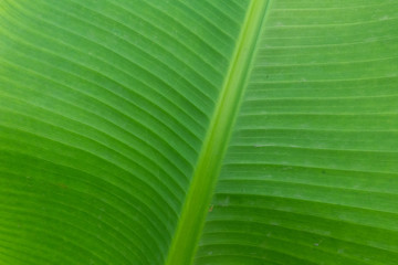 Close-up of green banana leaf for background