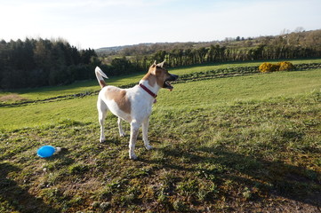 jack russel terier piec irlandia polnocna belfast lisburn  © Lukasz