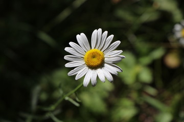 daisy