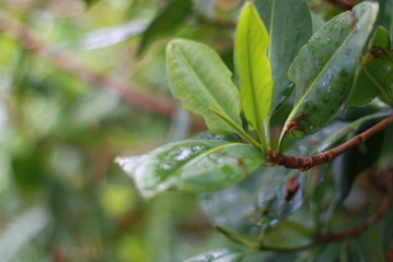 green leaves of tree