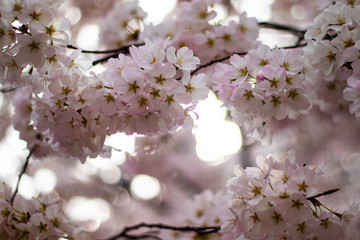  Japanese cherry tree in blossom