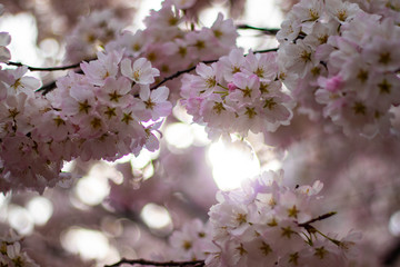  Japanese cherry tree in blossom