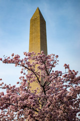 Washington Monument, Cherry Blossom Festival