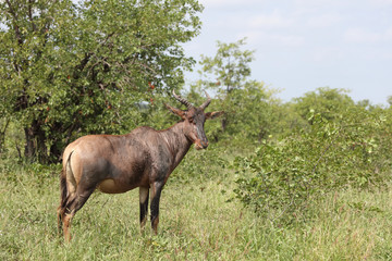 Leierantilope oder Halbmondantilope / Common Tsessebe / Damaliscus lunatus
