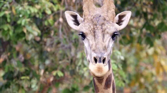 Close up of a giraffe head in nature