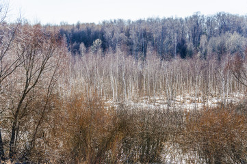 Early spring. Young birches. Landscape. Moscow, Russia