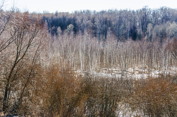 Early spring. Young birches. Landscape. Moscow, Russia