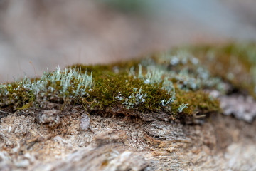 tree moss