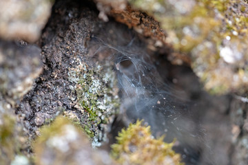Web