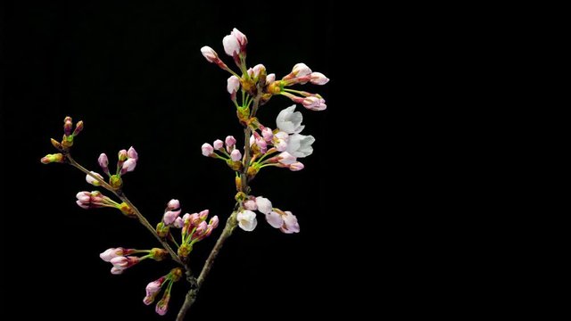 日本の桜（ソメイヨシノ）の開花（タイムラプス）