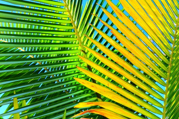Palm leaves closeup © mspoli