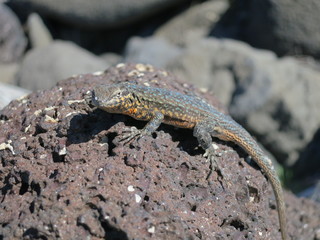 Colorful Lizard