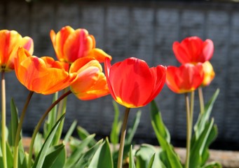 Obraz premium ちゅーりっぷ カラフル 春 花壇 とちぎ