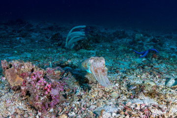 Curious Cuttlefish on a dark coral reef at sunrise