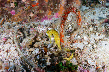 Large Thorny seahorse attached to a coral on a tropical reef