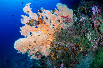 Fototapeta na wymiar Large, delicate Sea Fans on a tropical coral reef in Thailand