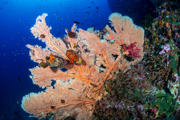 Large, delicate Sea Fans on a tropical coral reef in Thailand