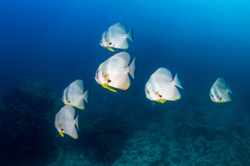 Fototapeta premium Large Batfish (Spadefish) on a tropical coral reef in Thailand