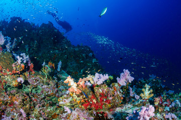 Naklejka na ściany i meble SCUBA diver on a colorful, healthy tropical coral reef