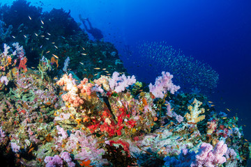 Fototapeta na wymiar Colorful tropical coral reefscape