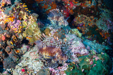 Naklejka na ściany i meble Lionfish on a coral reef