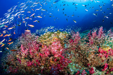 Naklejka na ściany i meble A colorful tropical coral reef scene
