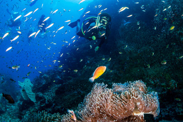 SCUBA diver and a Skunk Clownfish on a tropical coral reef