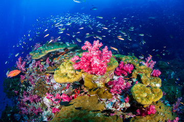 Obraz na płótnie Canvas A colorful tropical coral reef scene