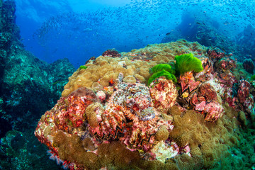 Naklejka na ściany i meble A very well camouflaged Bearded Scorpionfish on a tropical coral reef (Richelieu Rock)