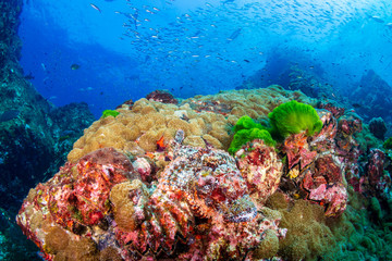 Naklejka na ściany i meble A very well camouflaged Bearded Scorpionfish on a tropical coral reef (Richelieu Rock)