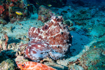 Large Octopus on a tropical coral reef (Richelieu Rock)