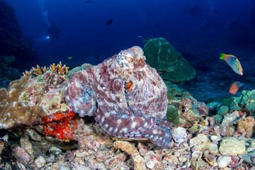 Fototapeta na wymiar Large Octopus on a tropical coral reef (Richelieu Rock)