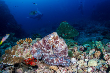 Large Octopus on a tropical coral reef (Richelieu Rock)