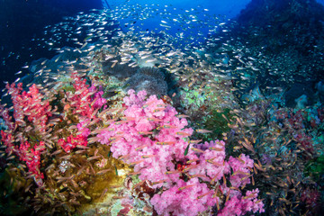 A colorful tropical coral reef scene