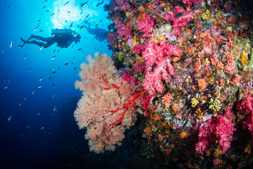 Obraz premium SCUBA diver on a colorful, healthy tropical coral reef