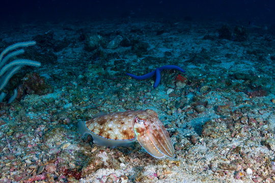 Curious Cuttlefish on a dark coral reef at sunrise