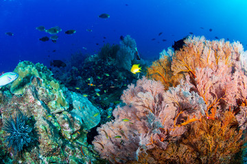 Naklejka na ściany i meble A colorful tropical coral reef scene