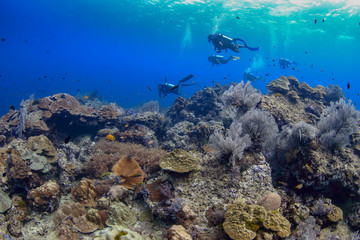 Naklejka na ściany i meble Colorful tropical coral reefscape