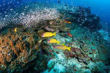 Colorful tropical fish on a coral reef in the Andaman Sea